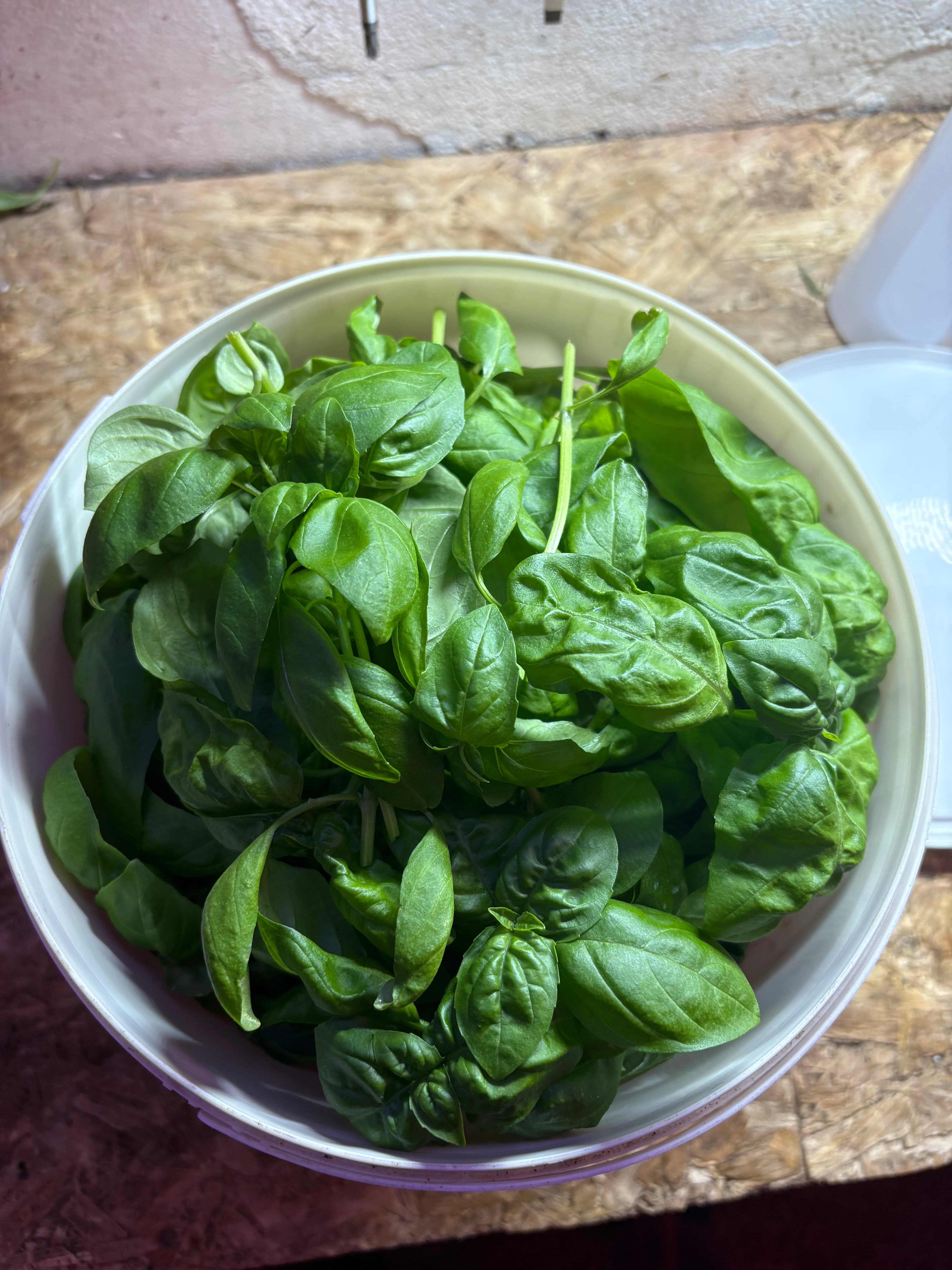 Harvested basil