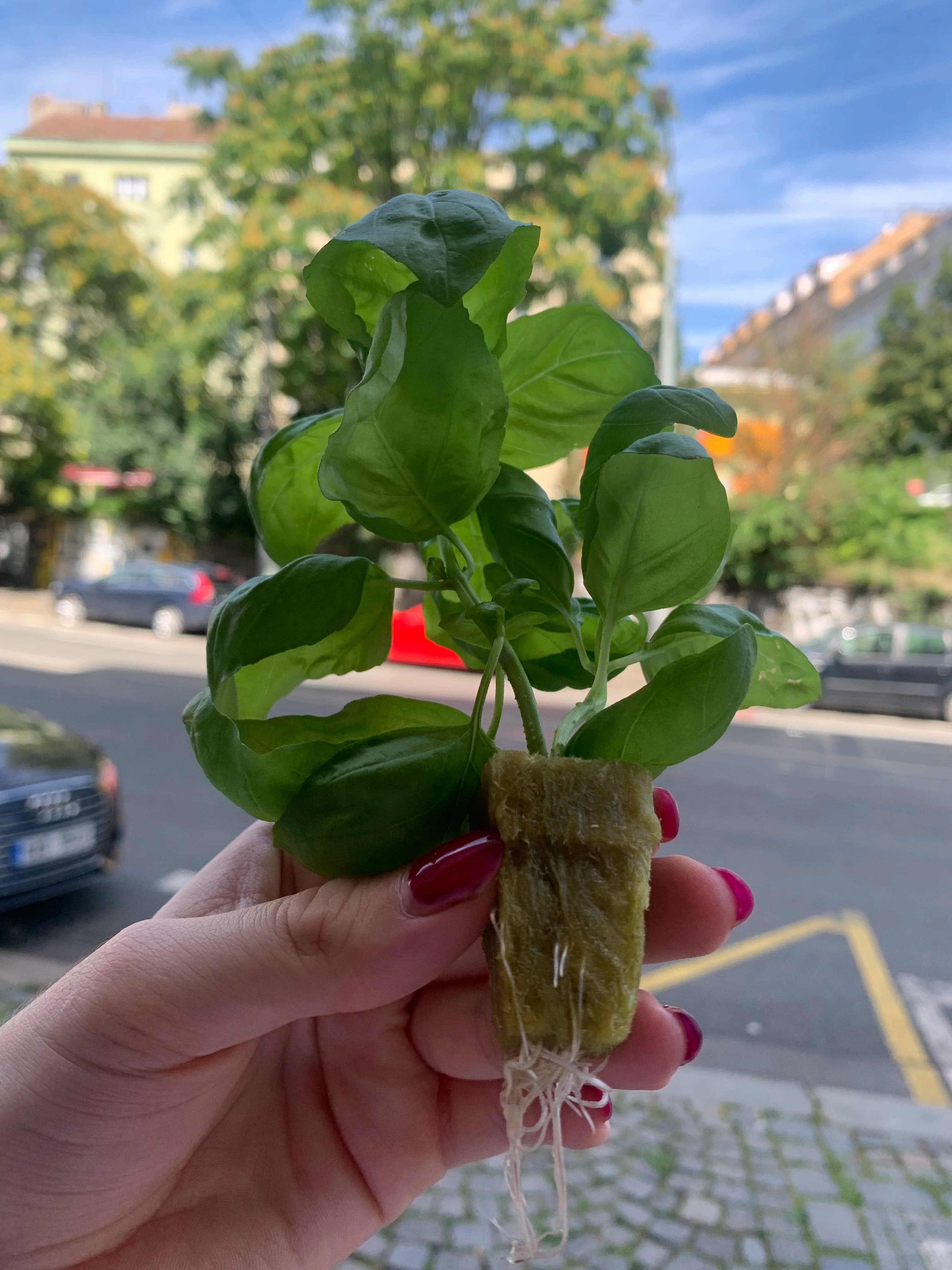 Basil seedling