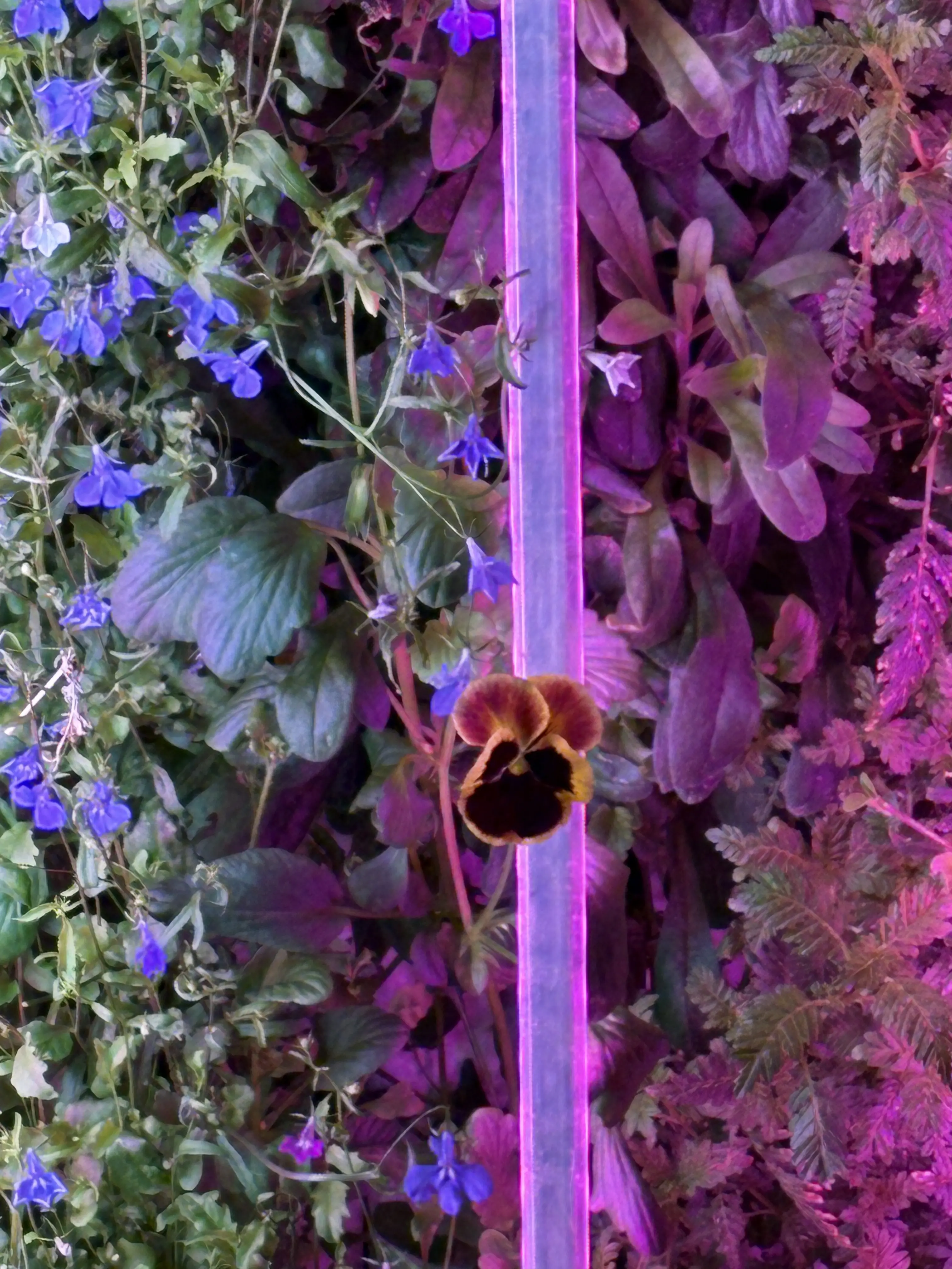 Plants under grow lights