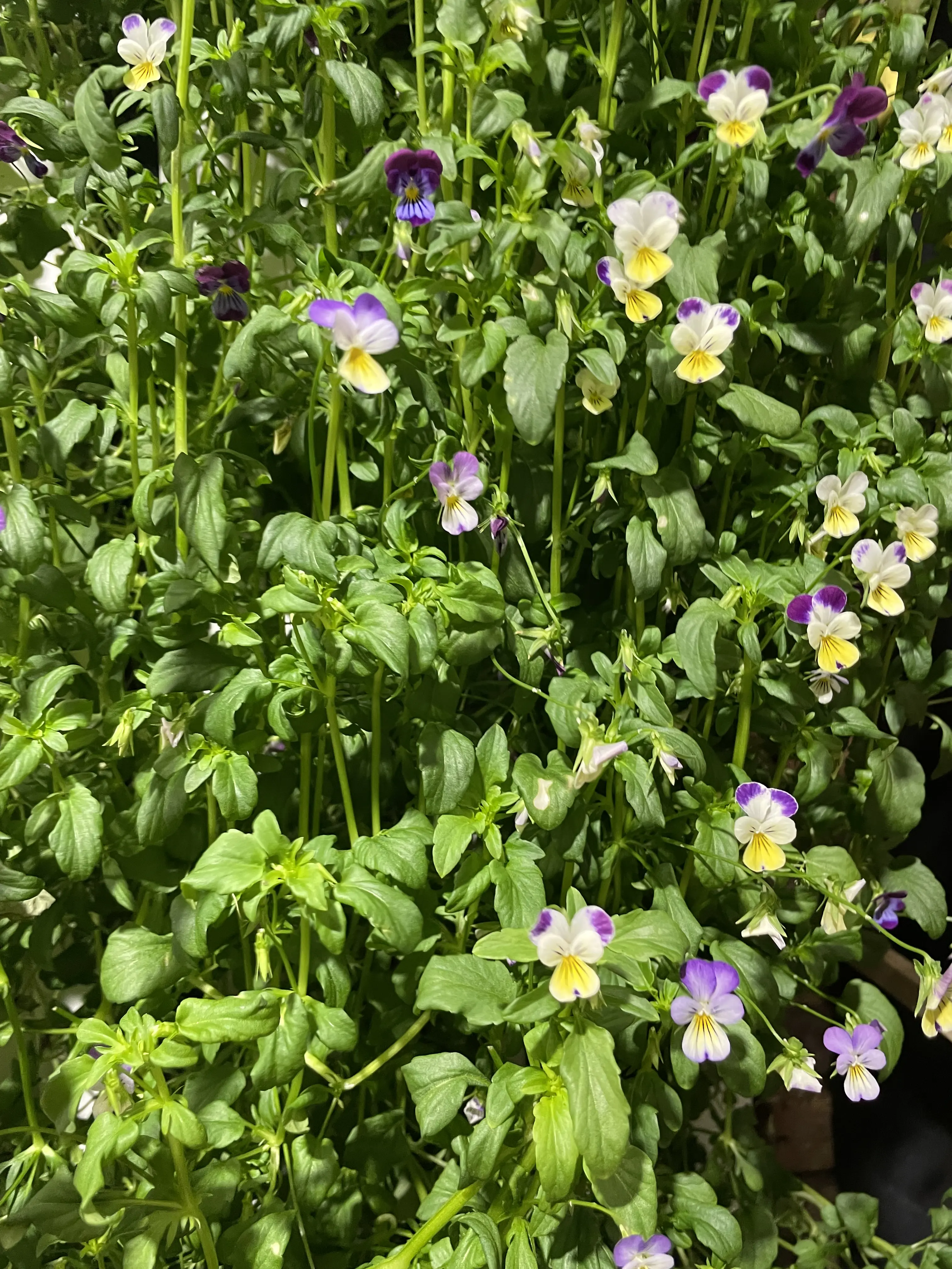 Edible flowers