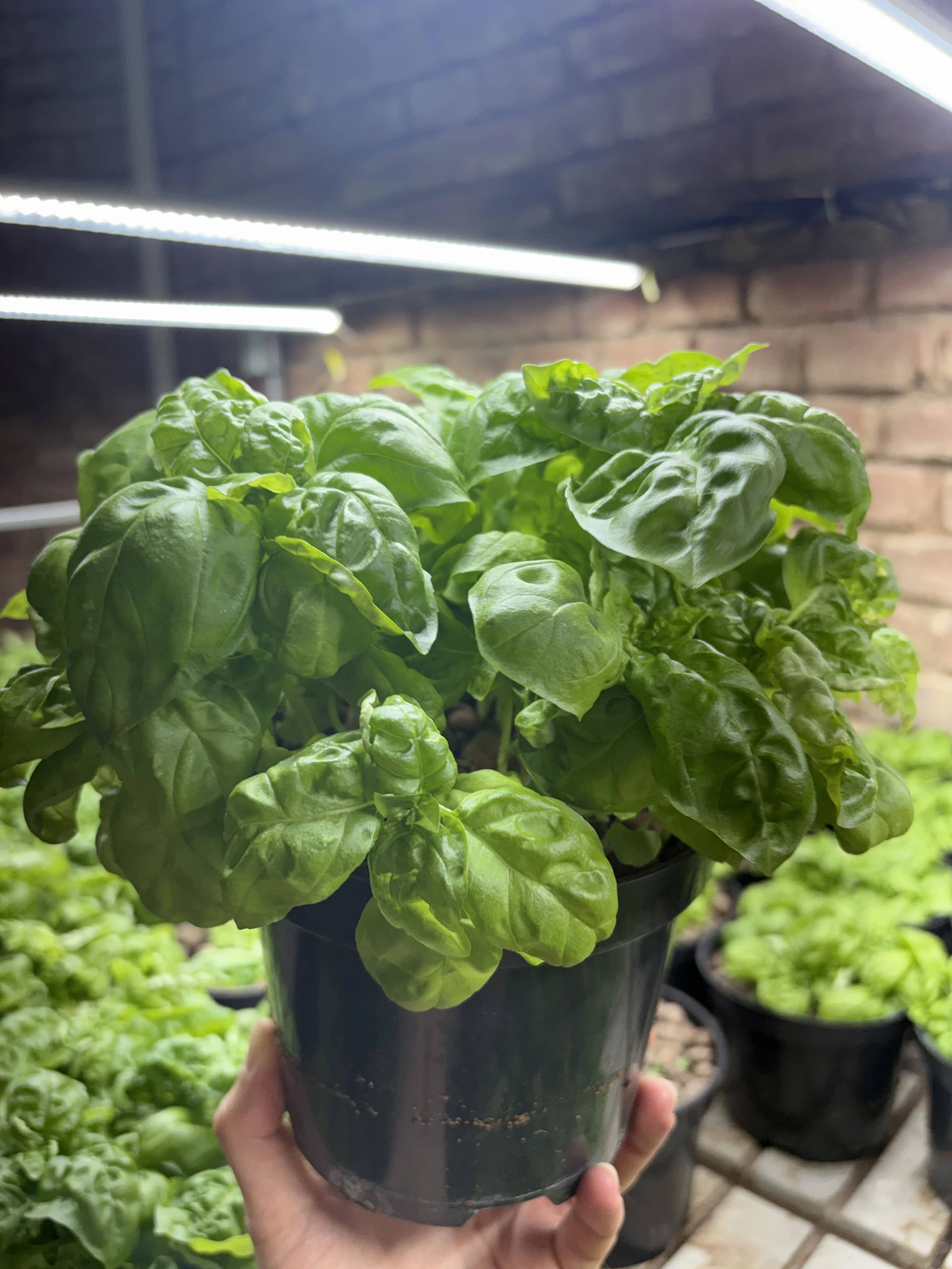 Basil in a pot